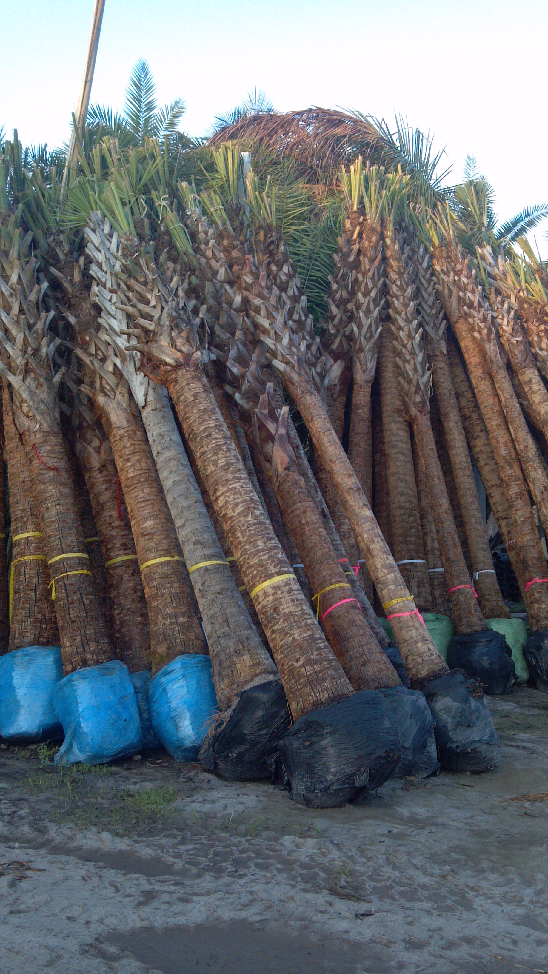 Container Grown Wholesale Palms